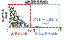 脳の幹細胞の老化メカニズム解明に成功 機能低下に関わる遺伝子